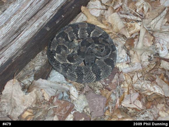 Timber Rattlesnake
