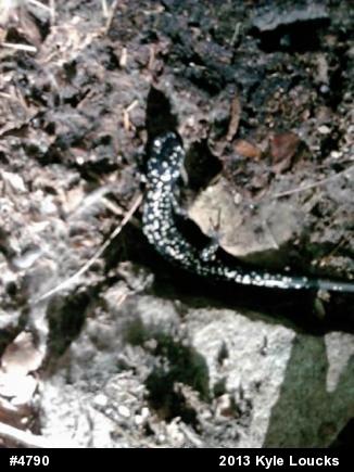 Northern Slimy Salamander