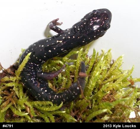 Northern Slimy Salamander