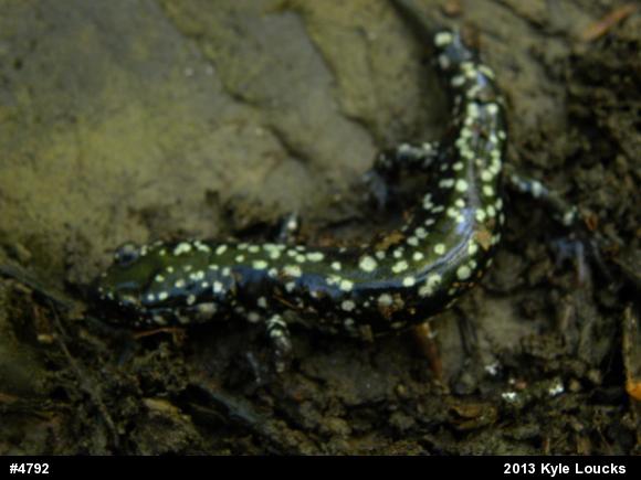 Northern Slimy Salamander