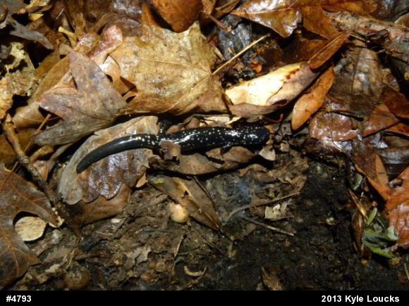Northern Slimy Salamander