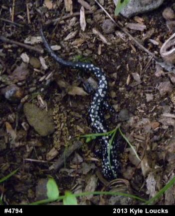 Northern Slimy Salamander