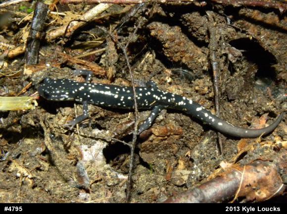 Northern Slimy Salamander