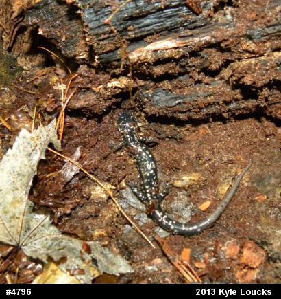 Northern Slimy Salamander