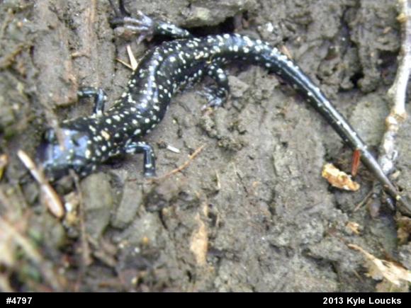 Northern Slimy Salamander