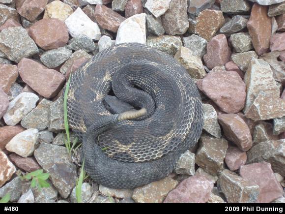 Timber Rattlesnake