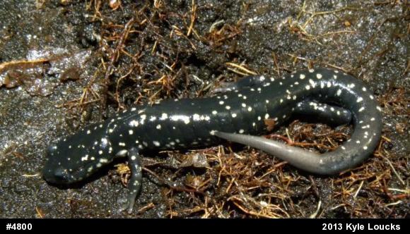 Northern Slimy Salamander