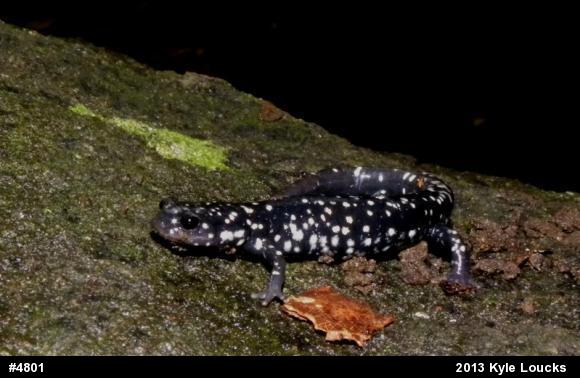 Northern Slimy Salamander