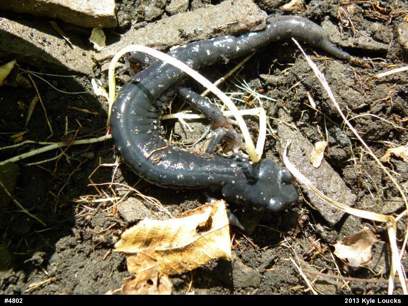 Northern Slimy Salamander