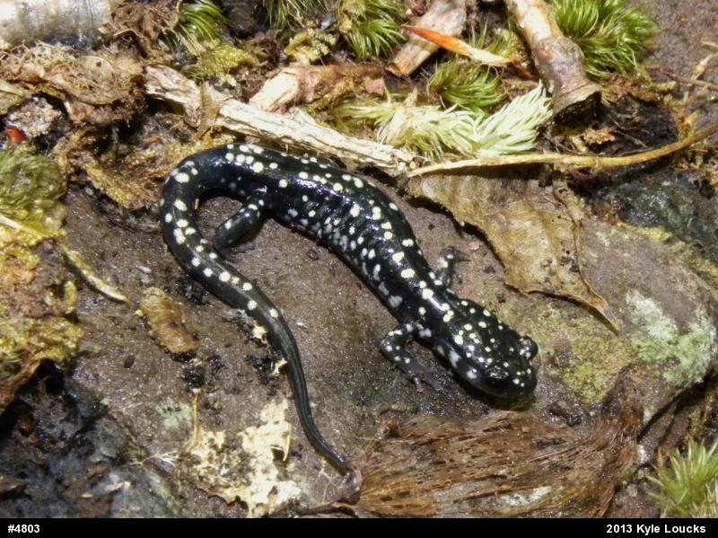 Northern Slimy Salamander