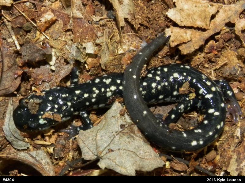 Northern Slimy Salamander