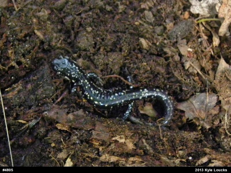 Northern Slimy Salamander