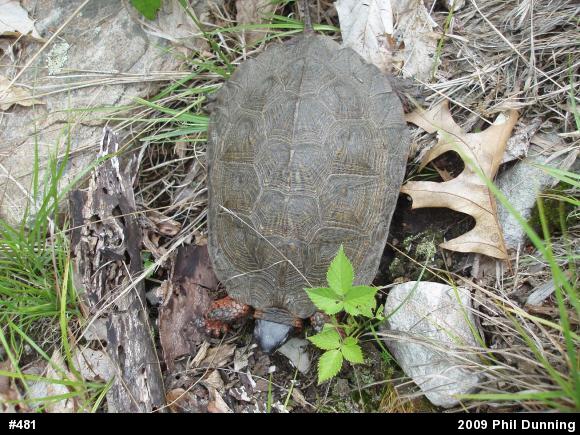 Wood Turtle