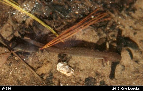 Northern Red Salamander