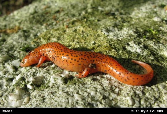 Northern Red Salamander