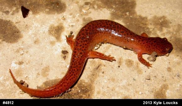 Northern Red Salamander