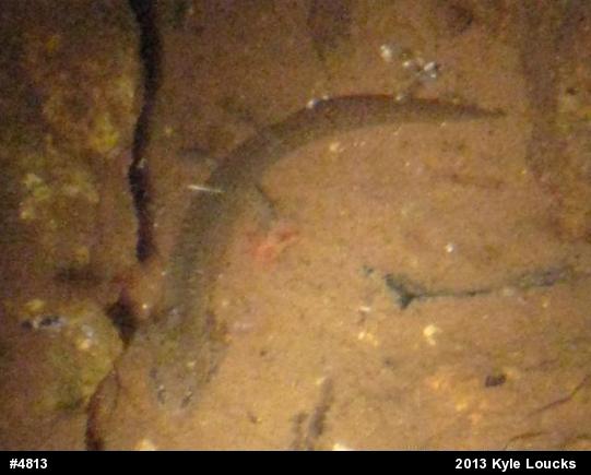 Northern Red Salamander