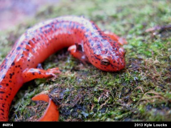 Northern Red Salamander