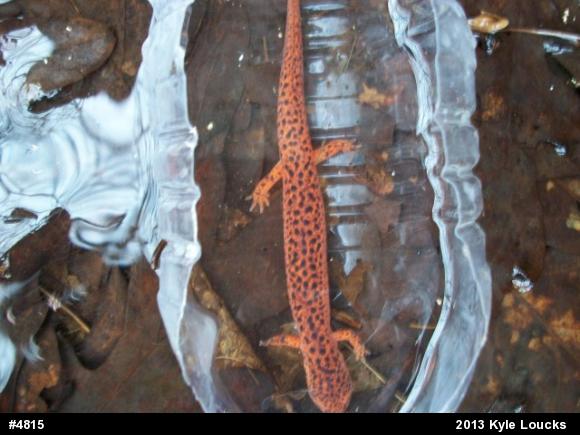 Northern Red Salamander