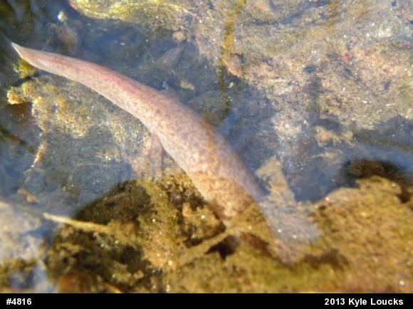 Northern Red Salamander