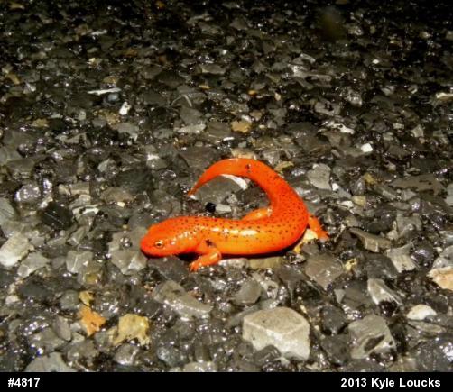 Northern Red Salamander