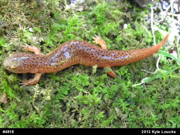 Northern Red Salamander
