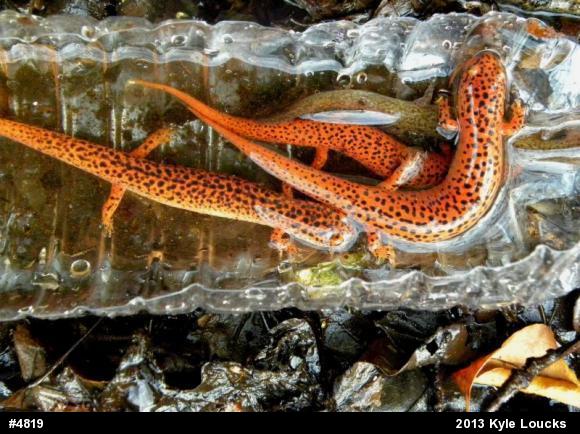 Northern Red Salamander