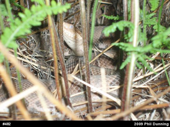 Northern Copperhead