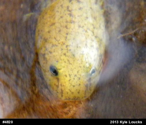 Northern Red Salamander