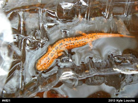 Northern Red Salamander