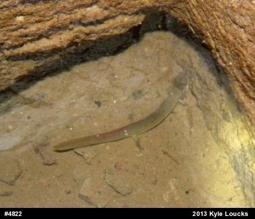 Northern Red Salamander