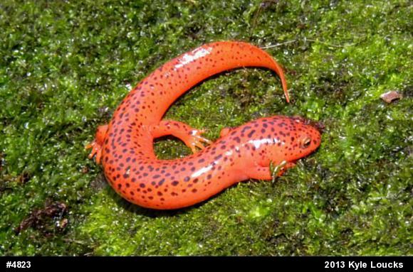 Northern Red Salamander