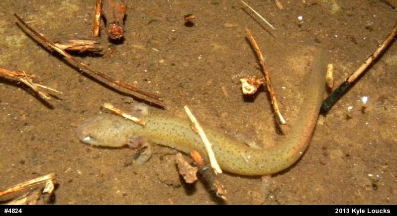 Northern Red Salamander