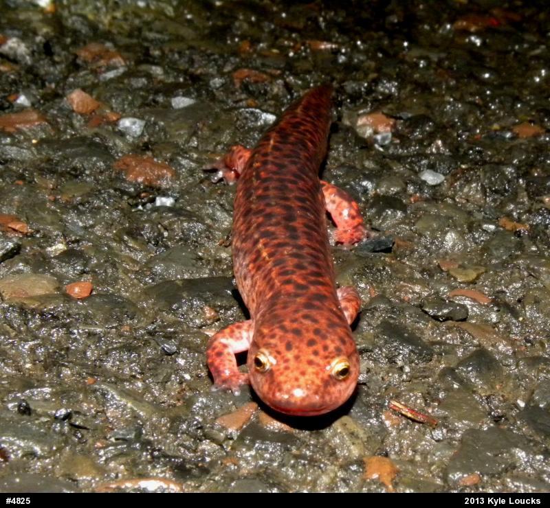 Northern Red Salamander