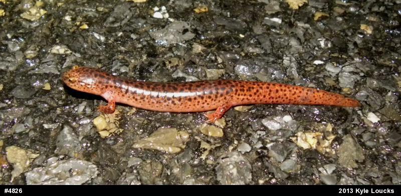 Northern Red Salamander
