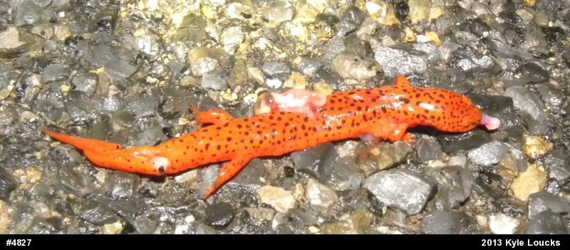 Northern Red Salamander