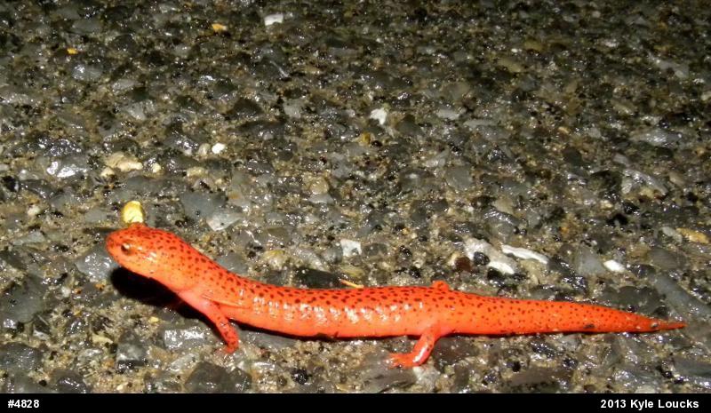 Northern Red Salamander