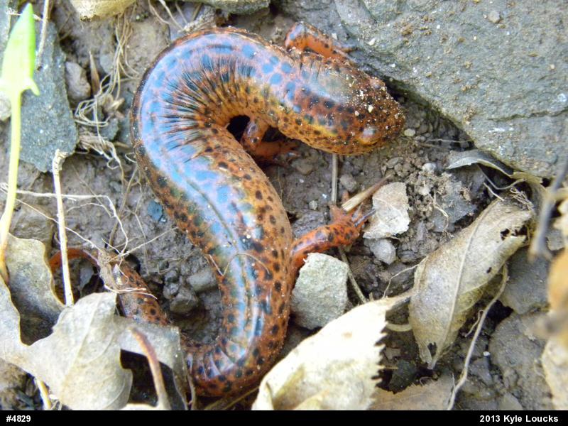 Northern Red Salamander