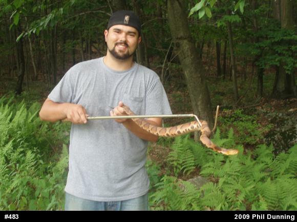 Northern Copperhead