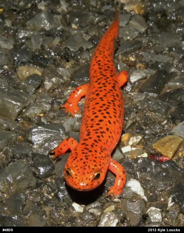Northern Red Salamander