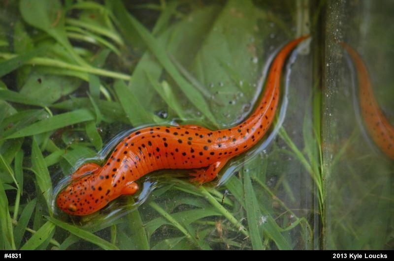Northern Red Salamander