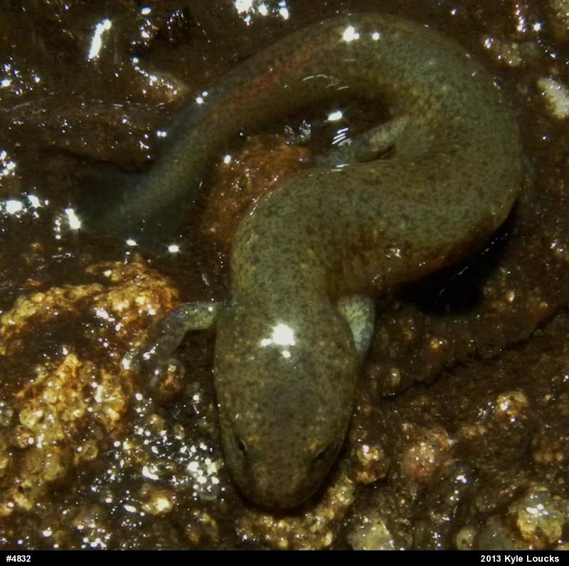 Northern Red Salamander