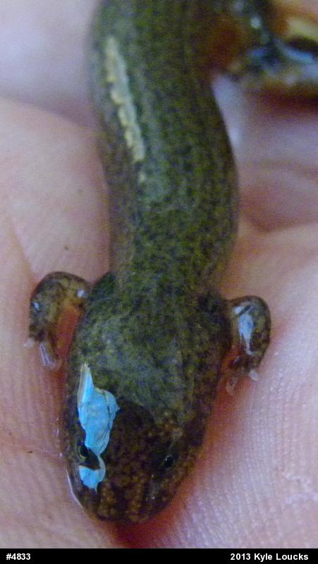 Northern Red Salamander