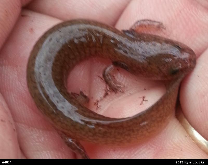 Northern Red Salamander