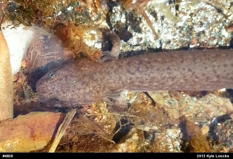 Northern Red Salamander