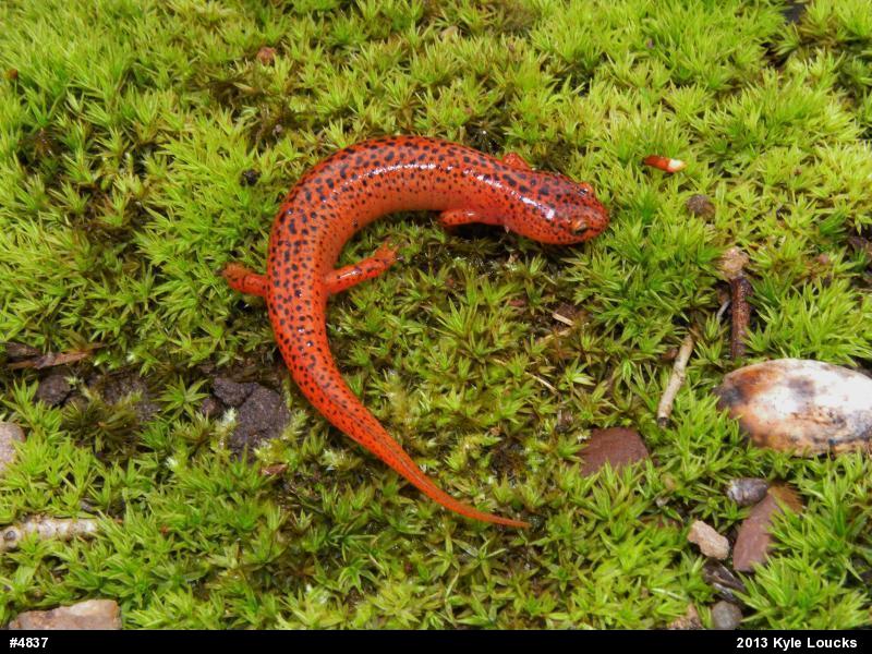 Northern Red Salamander
