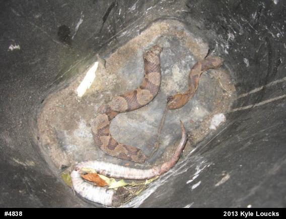 Northern Copperhead