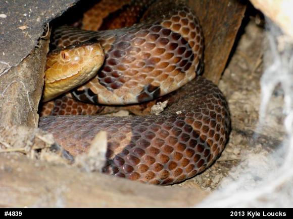 Northern Copperhead