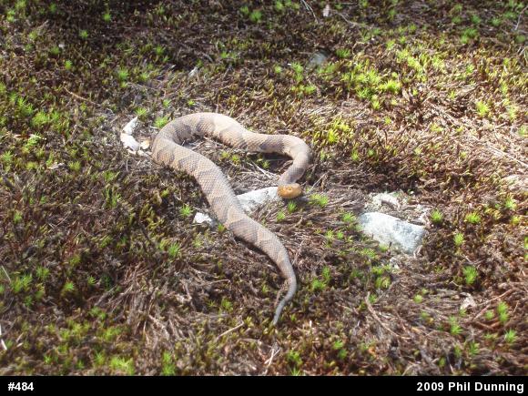 Northern Copperhead