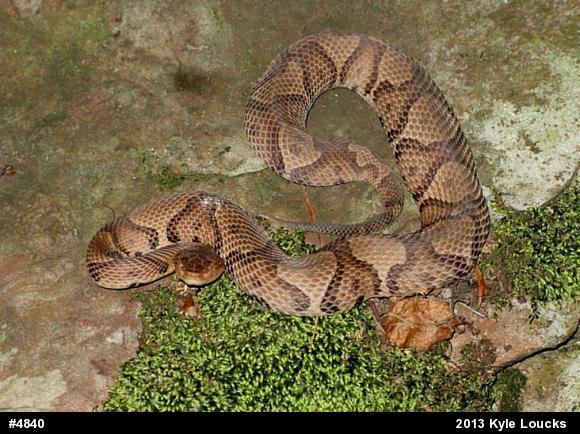 Northern Copperhead